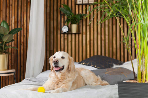 pet friendly hotels san francisco